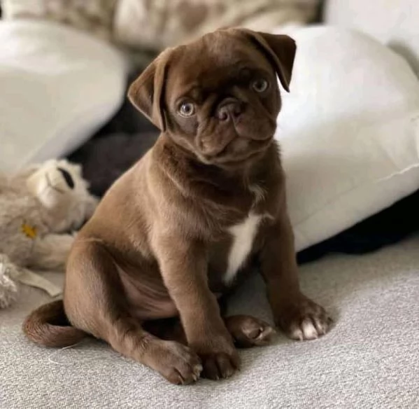 adorabili cuccioli di carlino | Foto 0