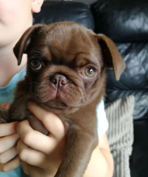 adorabili cuccioli di carlino