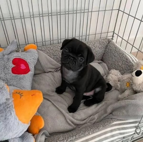 adorabili cuccioli di carlino