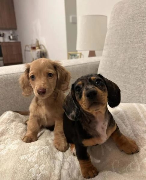 Offrire per ladozione maschio e femmina bassotto  nana | Foto 0