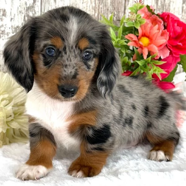 Offrire per ladozione maschio e femmina bassotto  nana