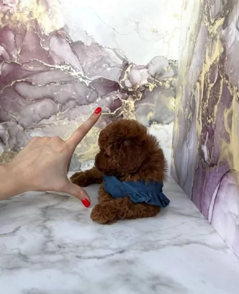 Offrire per ladozione maschio e femmina barboncino Toy | Foto 0