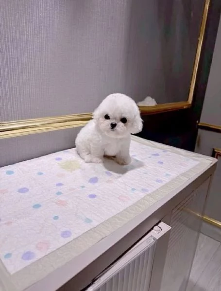 Offrire per ladozione maschio e femmina  Bichon toy  | Foto 1