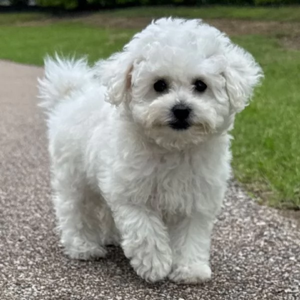 Offrire per ladozione maschio e femmina  Bichon toy  | Foto 0