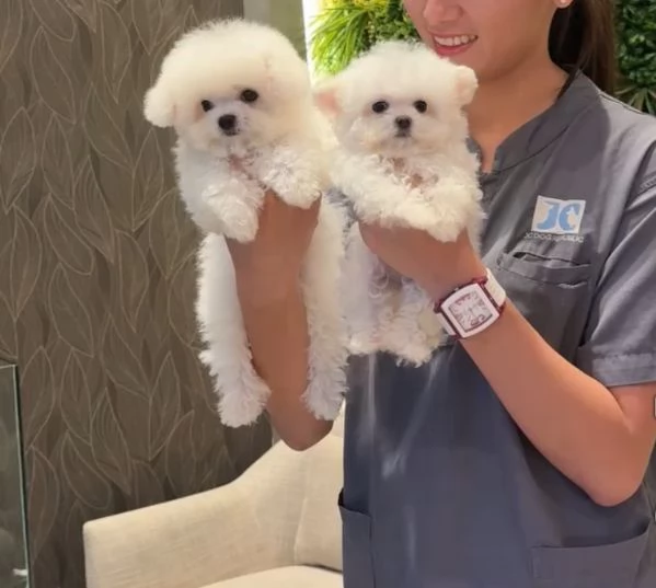 Offrire per ladozione maschio e femmina  Bichon toy 