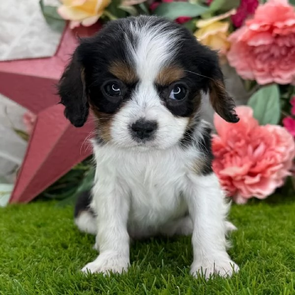 Offrire per ladozione maschio e femmina cavalier King Charles  | Foto 0