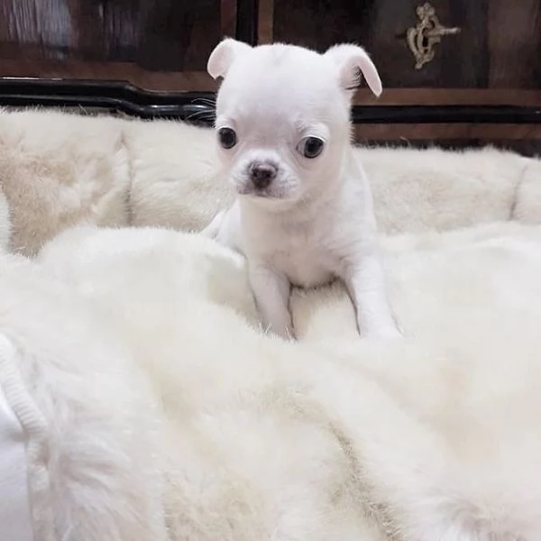  Offrire per ladozione maschio e femmina chihuahua mini Toy | Foto 0