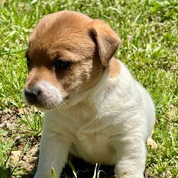 Offrire per ladozione maschio e femmina  Jack Russell 