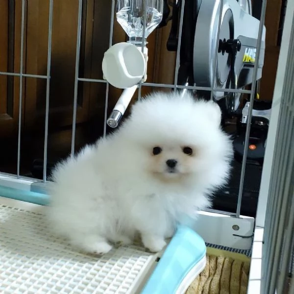 Offrire per ladozione maschio e femmina VALPINO Pomeranian  | Foto 2