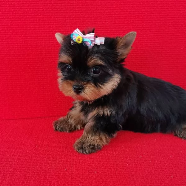 Offrire per ladozione maschio e femmina yorkie
