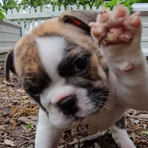 Offrire per ladozione maschio e femmina  bulldog inglese  | Foto 0