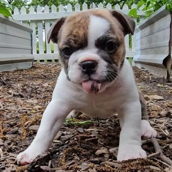 Offrire per ladozione maschio e femmina  bulldog inglese 