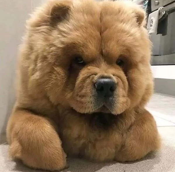 Offrire per ladozione maschio e femmina  chow chow | Foto 0