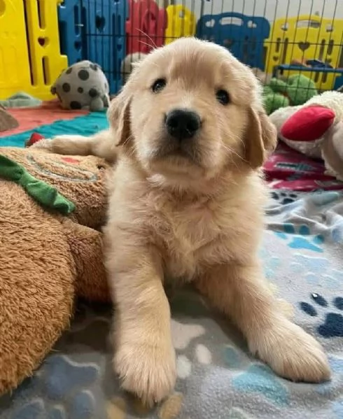 Offrire per ladozione maschio e femmina Golden Retriever  | Foto 2
