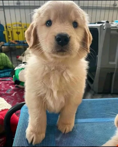 Offrire per ladozione maschio e femmina Golden Retriever  | Foto 0