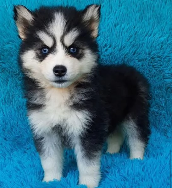 REGALO HUSKY | Foto 0