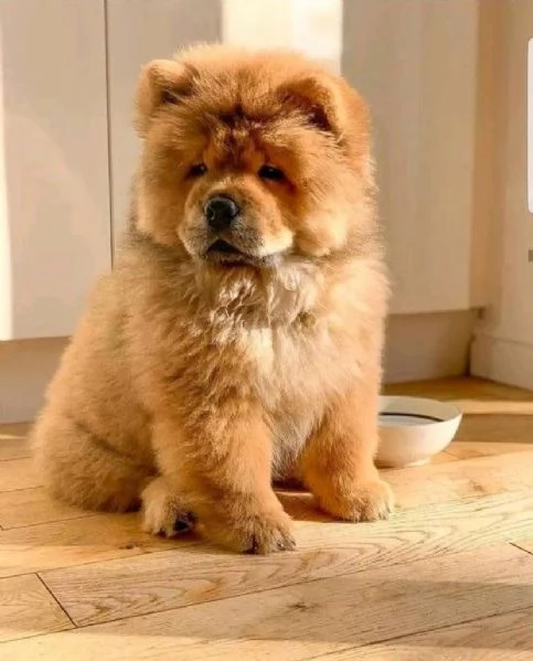 REGALO CHOW CHOW