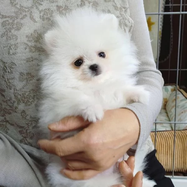 REGALO VALPINO POMERANIAN