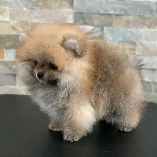 REGALO VALPINO POMERANIAN