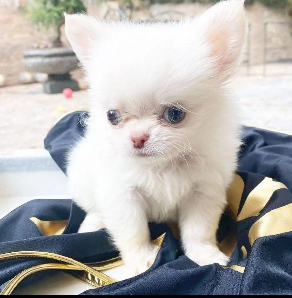 REGALO CHIHUAHUA