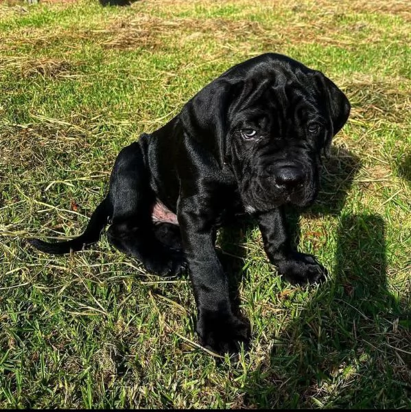 Offrire per ladozione maschio e femmina  Cane corso