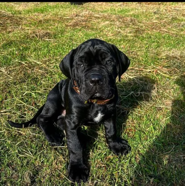 Offrire per ladozione maschio e femmina  Cane corso | Foto 0