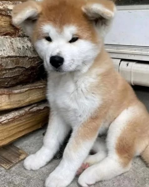 Offrire per ladozione maschio e femmina AKITA INU  | Foto 0