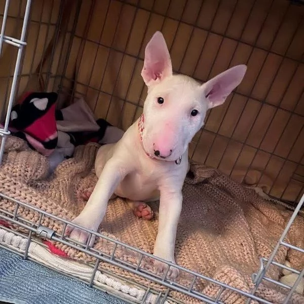 REGALO BULL TERRIER