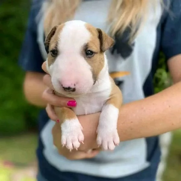 REGALO BULL TERRIER | Foto 0