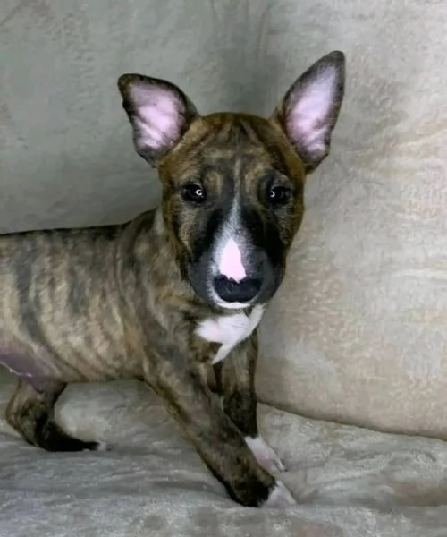 REGALO BULL TERRIER