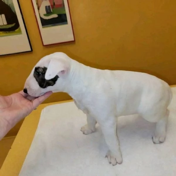 REGALO BULL TERRIER