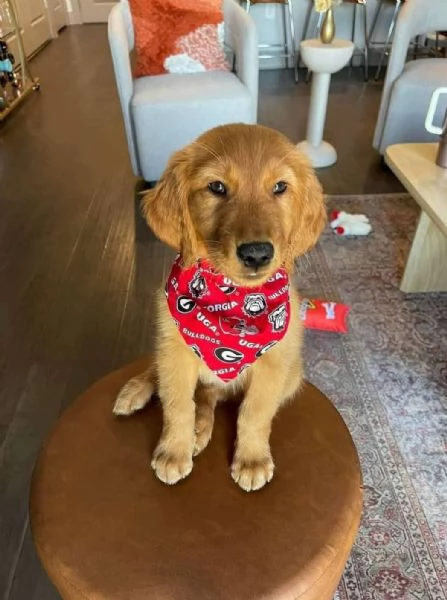 REGALO GOLDEN RETRIEVER | Foto 1