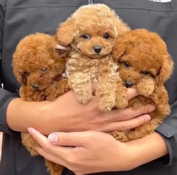 CUCCIOLO BARBONCINO TOY MASCHIO E FEMMINA