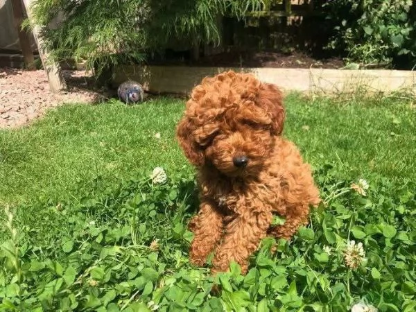 CUCCIOLO BARBONCINO TOY MASCHIO E FEMMINA