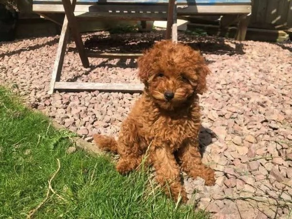 CUCCIOLO BARBONCINO TOY MASCHIO E FEMMINA | Foto 0