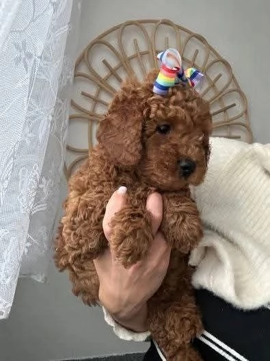 CUCCIOLO BARBONCINO TOY MASCHIO E FEMMINA | Foto 0