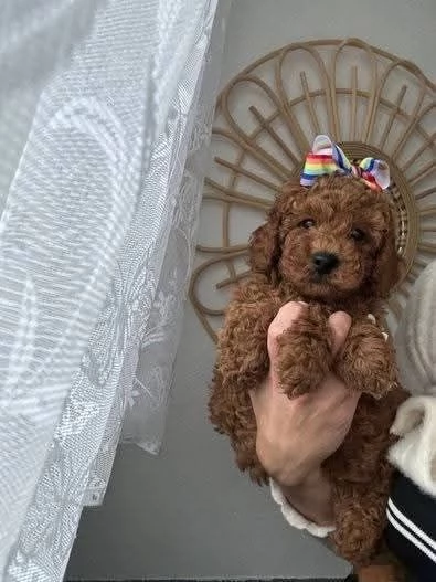 CUCCIOLO BARBONCINO TOY MASCHIO E FEMMINA