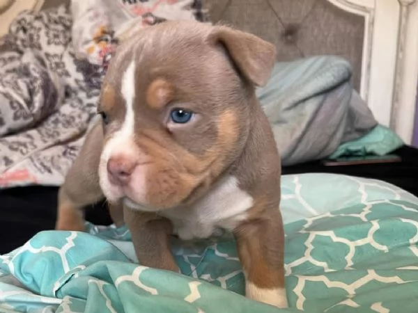 REGALO   BULLDOG INGLESE | Foto 2