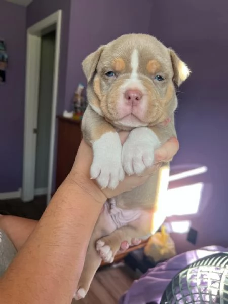 REGALO   BULLDOG INGLESE
