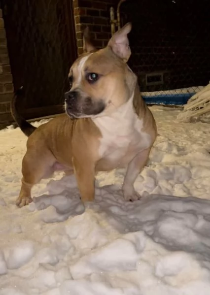 REGALO   BULLDOG INGLESE | Foto 1