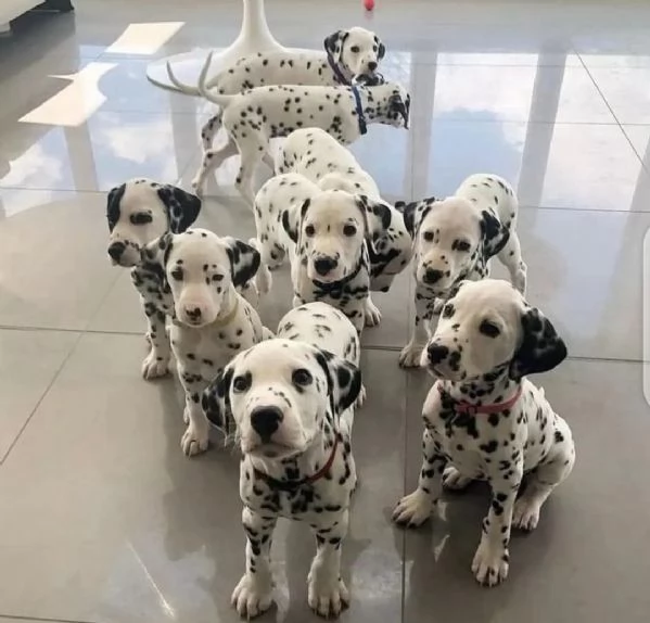 REGALO DALMATA