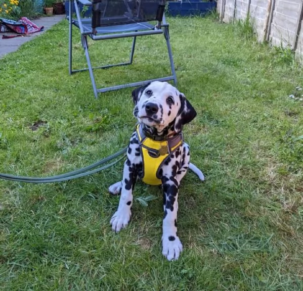 REGALO DALMATA
