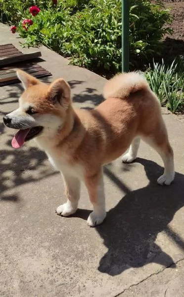 REGALO AKITAINU | Foto 1