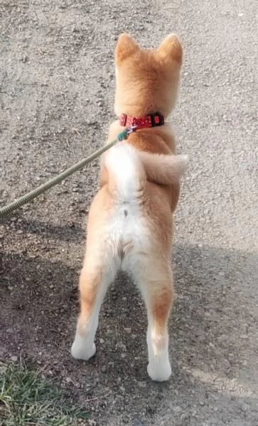 REGALO AKITAINU | Foto 0
