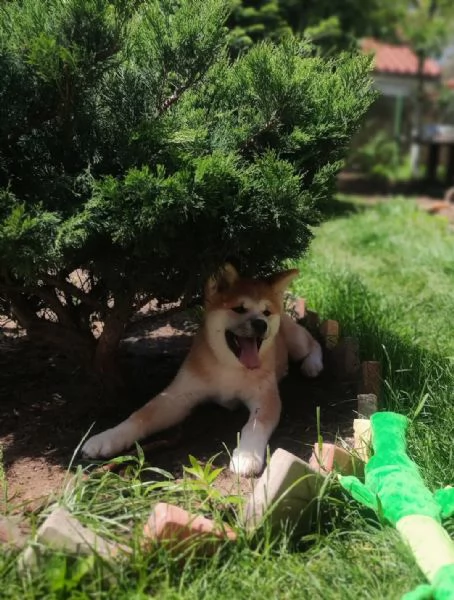 REGALO AKITAINU