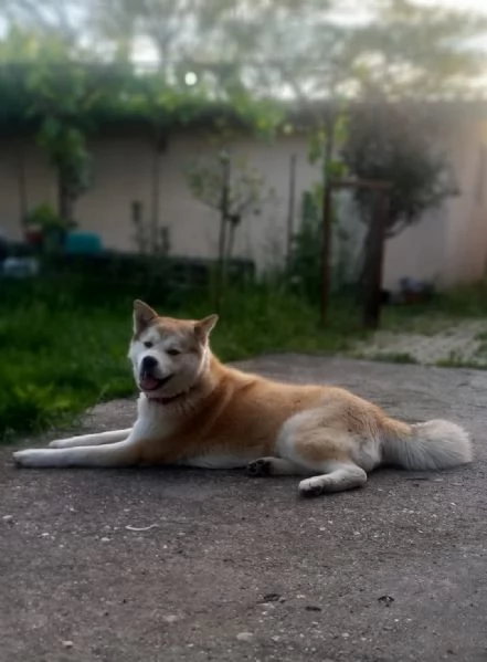 REGALO AKITAINU | Foto 1
