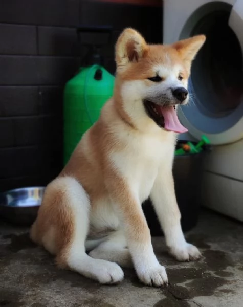 REGALO AKITAINU | Foto 0