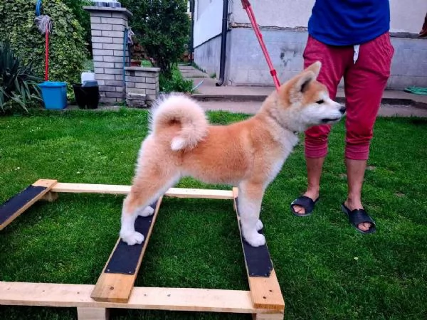 REGALO AKITAINU