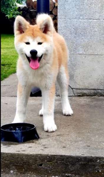 REGALO AKITAINU | Foto 0