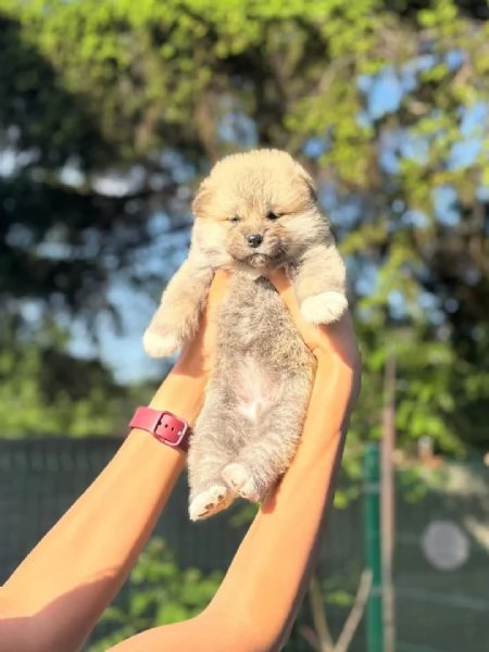 REGALO AKITAINU | Foto 1